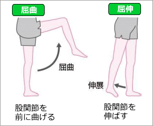 股関節の動き・屈曲・伸展